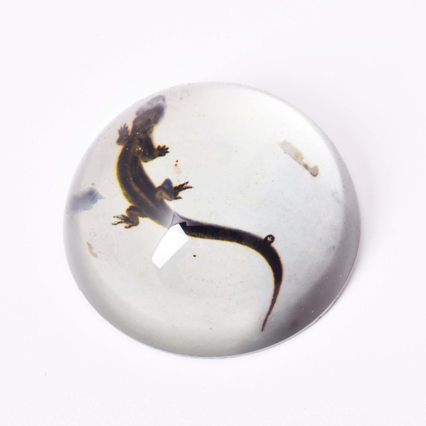 Brevtyngd i glas med motiv av en ödla